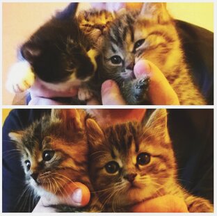 Знакомство с моими кисами