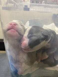 Продажа щенков