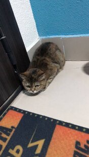 Мона. Кошка из парадной с сомнительным прошлым