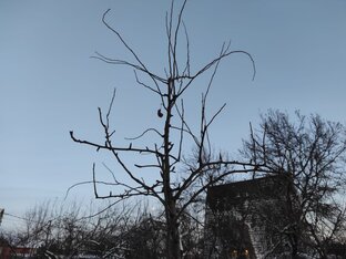 Фундаментал по обрезке