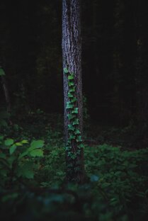 Факты
