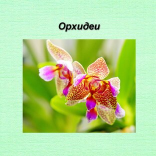 Орхидеи