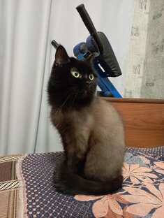 Запас серотонина