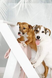 Помощь животным