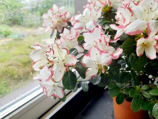 Комнатные цветы