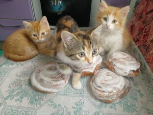 Человек и животные