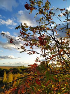 Синеглазка учит языки