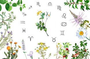 Травы и Зодиак