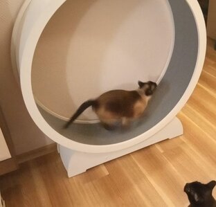 Волшебное колесо