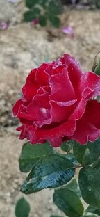 Розы в саду