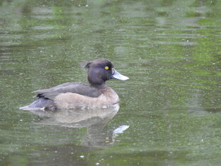 Животные и мы