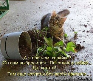 огородик на окне
