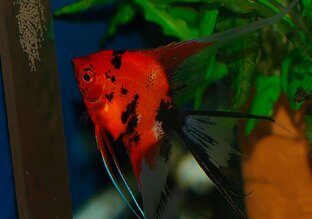 Скалярники