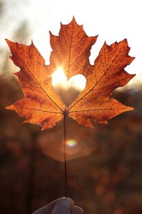 🍂 