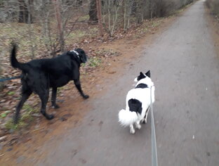 Истории про собак