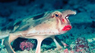 Жизнь на планете Земля