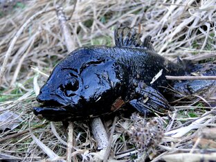 Рыба-головешка. Ротан