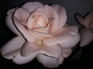 Исчезнувший. Детектив