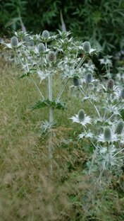 наивная ботаника