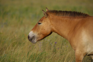 Лошади Пржевальского