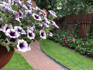 Однолетники в дизайне сада