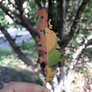 Камуфляж в природе.