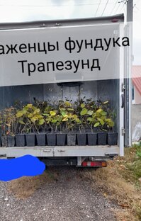 Саженцы фундука трапезунд 