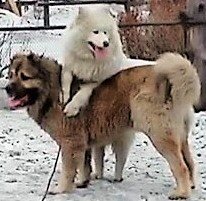 Друзья-приятели