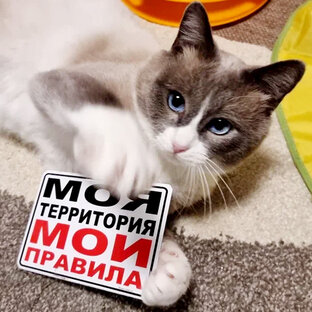 Мотька 😻