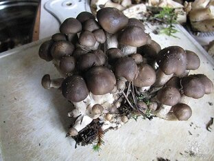 Грибной ликбез. Знакомлю с неизвестными грибами. 