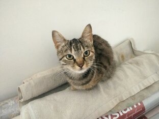 Кошка Манюня