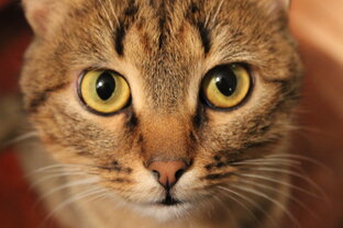Котята из цикла просто Котята!