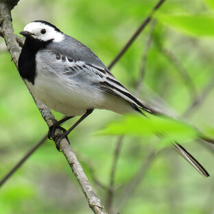 Птичьи имена. Почему птиц так назвали.