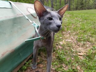 Рассказы из жизни Мэйс