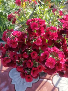 Сельский влог. 