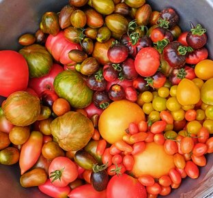 Каталог семян