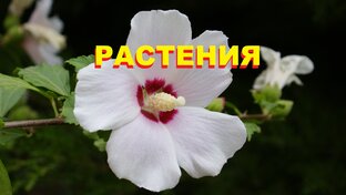 РАСТЕНИЯ