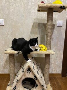 Счастливые истории. Коты, нашедшие дом!