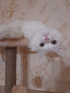 Турецкий ангор Беляш)))