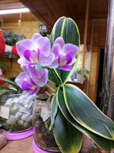 Орхидеи🌺🍃🌺🍃🌺🍃
