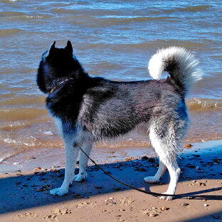 летний Вольт 🐺🏝️🌞