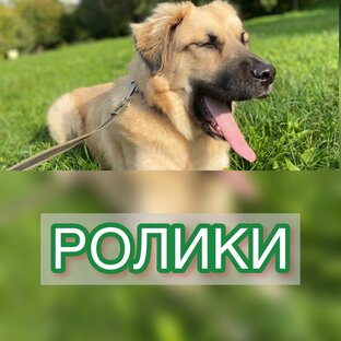РОЛИКИ
