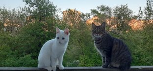 Истории появления наших котов