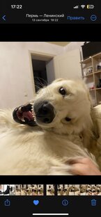 Самое интересное о диких животных