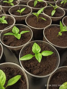 Выращивание рассады🌱