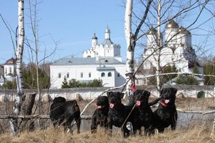 Царская стая 