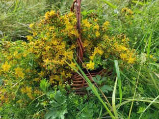 Лекарственные полевые травы