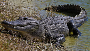 Обращение к руководству РФ!!!