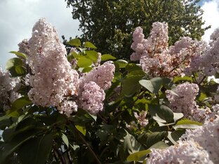 Реченька видео