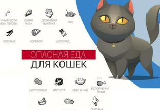 Что НЕЛЬЗЯ есть кошкам и котам и ПОЧЕМУ ?